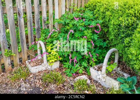 Grüne Laubpflanzen durch Steingartenkörbe im Hinterhof Garten des Hauses mit Holzzaun, Busch und blutende Herz Lamprocapnos spectabilis Stockfoto