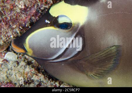 Orangespine-Einhornfisch, Naso lituratus, Nachttauchgang, Boo East Tauchplatz, Misool Island, Raja Ampat, Indonesien Stockfoto