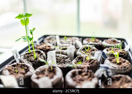 Torf Pellets Makro Nahaufnahme auf schwarzem Tablett für Topfpflanzen Behälter durch Fenster auf dem Tisch für den Anbau von Tomaten und Peak Indoor-Garten Setzlinge während wi Stockfoto