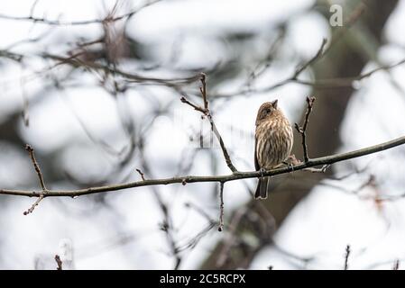 Nahaufnahme eines einzigen weiblichen Hausfinken, Haemorhous mexicanus, Vogel, der im Winter in Virginia auf einem Baumzweig thront und nach oben schaut Stockfoto