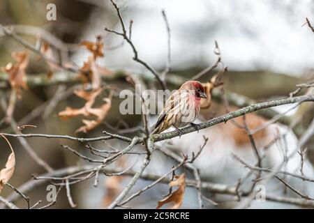 Nahaufnahme eines einzigen männlichen roten Hausfinken, Haemorhous mexicanus, Vogel, der im Winter in Virginia auf einem Baumzweig thront und nach unten schaut Stockfoto