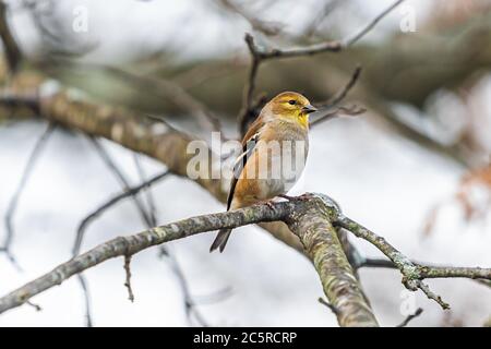 Ein einziger amerikanischer Goldfink Nahaufnahme eines Goldfinkenvogels, der im Winter auf einem Baumzweig in Virginia thront und nach Virginia sucht Stockfoto