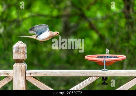 Trauertaube ein Vogel fliegt über Holzgeländer Deck oder Veranda des Hauses in Virginia Sommer mit grünen Wald Laub Hintergrund in Richtung Solarwasser f Stockfoto