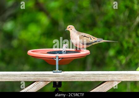 Trauertaube ein Vogel auf Holzgeländer Deck oder Veranda des Hauses in Virginia Sommer mit grünen Wald Laub Hintergrund Baden in Solar-Wasser-Fountai Stockfoto