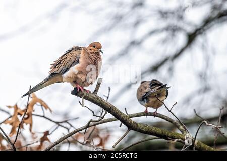 Trauertaube zwei Vögel sitzen hockend Reinigung Federn aufgeblasen auf Eichenbaum Zweig preening während Winter Nahaufnahme in Virginia Stockfoto