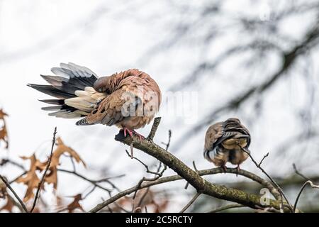 Trauertaube zwei Vögel sitzen sitzend Gefieder auf Flügel Reinigung Federn aufgeblasen auf Eichenbaum Zweig preening während Winter Nahaufnahme in Virginia Stockfoto