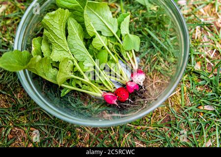 Nahaufnahme von vier kleinen Erbstück bunt weiß rosa und rot Radieschen homegrown aus dem Garten in Glasschale Makro mit grünen Blättern bei der Ernte Stockfoto