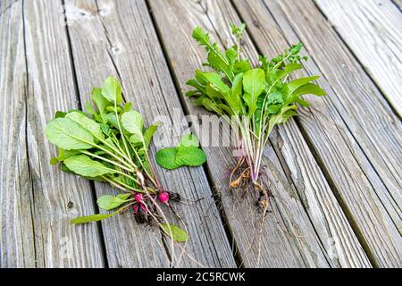 Rosa und rote Radieschen aus dem Garten mit grünen Blättern und Rucola bei der Ernte auf Holztisch oder Deck von zu Hause Stockfoto