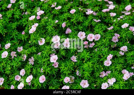 Grüne Wiese mit blutigen Geranienblüten in der Sommersaison Nahaufblumenmuster von rosa Wildblumen in Virginia oben Ansicht Stockfoto