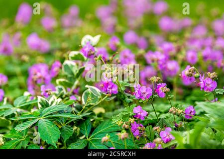 Grüne Blätter und Steinkran-Schnabel Geranie Blumen in der Sommersaison Nahaufnahme Muster von rosa Wildblumen in Virginia Stockfoto