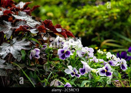 Nahaufnahme von weißen und lila blauen Stiefmütterchen Blumen am Morgen im Freien Garten mit grünen Blättern Stockfoto