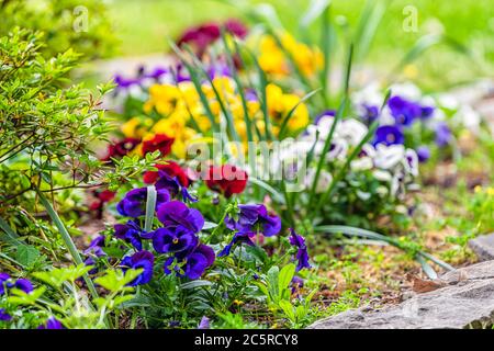 Nahaufnahme von weißen rot-gelben und lila blauen Stiefmütterchen Blumen am Morgen im Freien Garten mit grünen Blättern im Blumenbett Stockfoto