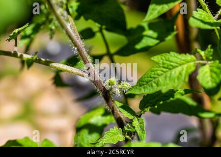 Makro Nahaufnahme von kleinen grünen unreifen schwarzen Tomatenblüten Knospen vor dem Aufblühen hängen wächst auf Pflanzenrebe im Garten Stockfoto