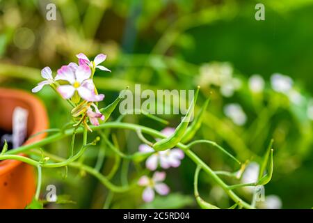Nahaufnahme Makro von Samenkapseln und verschraubte rosa weiß Rettich Blumen blühende Pflanze in Gemüsegarten Container mit Bokeh Hintergrund Frühling Sommer Stockfoto