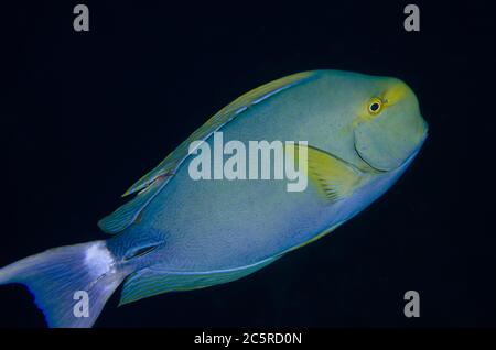 Gelbflossen-Surgeonfish, Acanthurus xanthopterus, Boo Window Tauchplatz, Misool Island, Raja Ampat, Indonesien Stockfoto