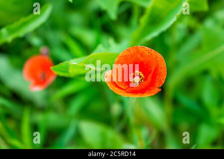 Nahaufnahme Makro von wilden orange roten Mais Mohn Mohnblumen Wildblumen Blumen im Sommer in Virginia, USA Blue Ridge Mountains parkway und Bokeh Hintergrund Stockfoto