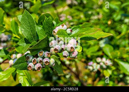 Virginia Farm im Sommer Landschaft Garten und Makro Nahaufnahme von Heidelbeer Busch für die Ernte mit unreifen hängenden Cluster von grünen Früchten Stockfoto