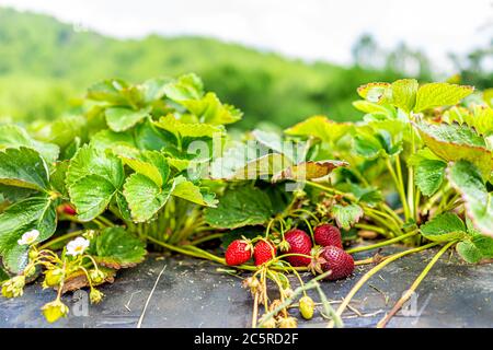 Makro Nahaufnahme von reifen roten Erdbeeren Beeren reifen auf Weinrebe mit Hintergrund der Berge in Virginia in Farm Garten für die Ernte Obst auf der Spitze des sh Stockfoto