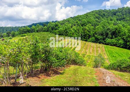 Farm in Virginia mit sanften Hügeln Berge im Sommer mit idyllischer ländlicher Landschaft Landschaft und Heidelbeerreihen zum Pflücken mit niemandem Stockfoto