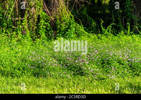 Rosa Vetch oder Klee Wildblumen Blumen in Sommerwiese in Sonnenlicht an sonnigen Tagen in Virginia, USA Stockfoto