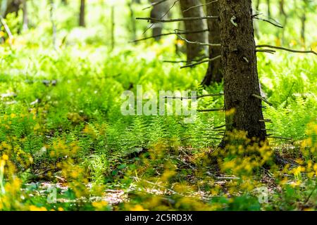 Geschichte des Forest Trail im Shenandoah Nationalpark appalachian Berge in Virginia mit Wäldern Wildblumen und Farnpflanzen Stockfoto
