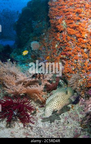 Baramundi Cod, Cromileptes altivelis, Karang Bayangen Tauchplatz, Warakaraket, Misool Island, Raja Ampat, Indonesien Stockfoto