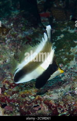 Pennant Bannerfish, Heniochus chrysostomus, Eagle Nest Tauchplatz, Misool Island, Raja Ampat, Indonesien Stockfoto