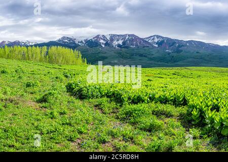 Crested Butte, Colorado Panoramablick vom Wanderweg Snodgrass im Sommer mit üppigen grünen Pflanzen und Espenwald mit bewölktem Himmel Stockfoto