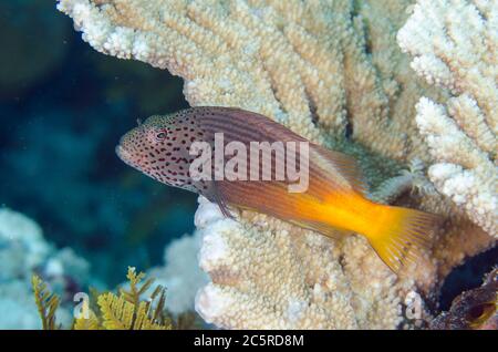 Sommersprossen-Falkenfisch, Paracirrhites forsteri, zu viele Fische Tauchplatz, Koon Island, Raja Ampat, Indonesien Stockfoto