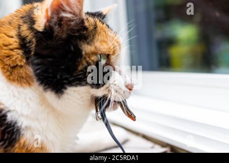 Calico Katze draußen im Freien Jäger Jagd fangen blaue Eidechse im Mund stehen vor der Tür des Hauses bitten, nach innen zu gehen Stockfoto