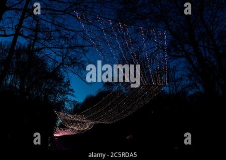 Rosa blau beleuchtete Dekoration Lichter Kabel Drähte in der Nacht Abend dunkel schwarzen Himmel während Weihnachten in Warschau, Polen Lazienki Park Stockfoto