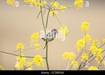 Muskatnuss-Mannikin auf Wildsenf Pflanze thront Stockfoto