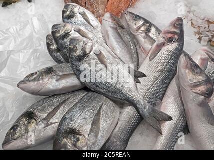 Auswahl an verschiedenen frischen Fischen auf dem Markt in Barcelona. Stockfoto