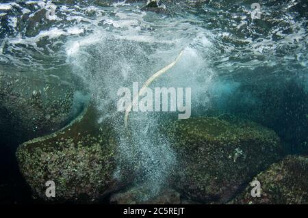 Chinesische Meeresschlange, Laticauda semifasciata, aufsteigende Brandung zur Oberfläche zum Atmen, Snake Ridge Tauchplatz, Manuk Island, Indonesien, Banda Sea Stockfoto