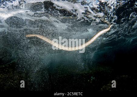 Chinesische Meeresschlange, Laticauda semifasciata, aufsteigende Brandung zur Oberfläche zum Atmen, Snake Ridge Tauchplatz, Manuk Island, Indonesien, Banda Sea Stockfoto