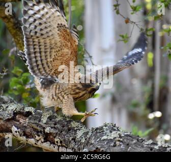 Ein Rotschwanzhawk (Buteo jamaicensis) fliegt von einem Zweig über den Pinto Lake in Kalifornien. Stockfoto