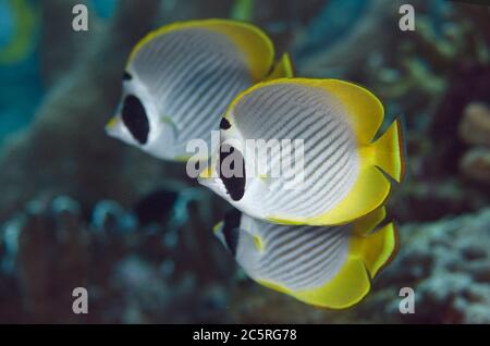 Trio von Panda Butterflyfish, Chaetodon adiergastos, Suanggi Island Tauchplatz, Banda Islands, Indonesien, Banda Sea Stockfoto