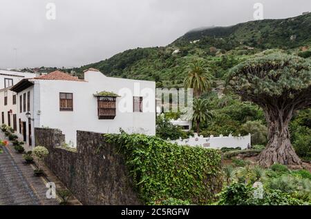 Typisches Haus und Millennial Dragon Tree in Icod de los Vinos. Teneriffa Spanien. Stockfoto