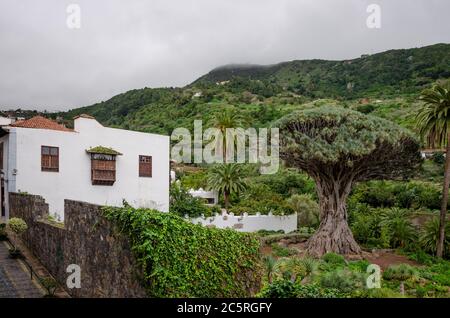 Typisches Haus und Millennial Dragon Tree in Icod de los Vinos. Teneriffa Spanien. Stockfoto