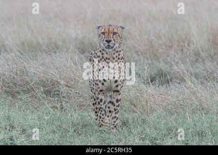 Die Bande der Geparden in Masai Mara, Kenia. Stockfoto