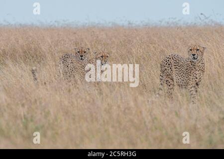 Die Bande der Geparden in Masai Mara, Kenia. Stockfoto