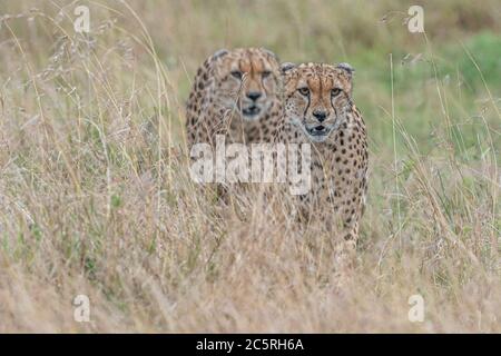 Die Bande der Geparden in Masai Mara, Kenia. Stockfoto