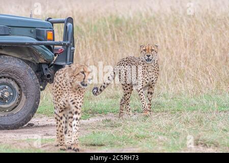 Die Bande der Geparden in Masai Mara, Kenia. Stockfoto