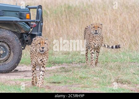 Die Bande der Geparden in Masai Mara, Kenia. Stockfoto