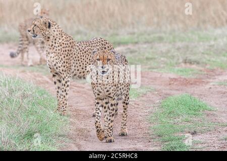 Die Bande der Geparden in Masai Mara, Kenia. Stockfoto