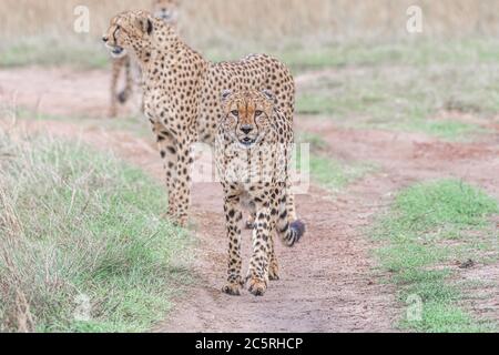 Die Bande der Geparden in Masai Mara, Kenia. Stockfoto