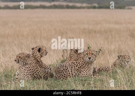 Die Bande der Geparden in Masai Mara, Kenia. Stockfoto