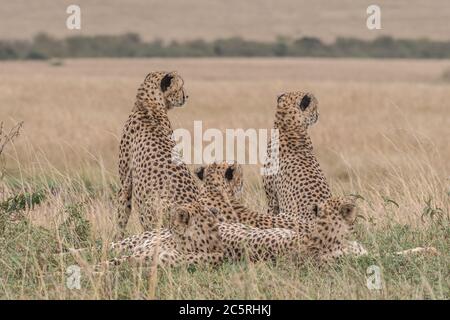 Die Bande der Geparden in Masai Mara, Kenia. Stockfoto