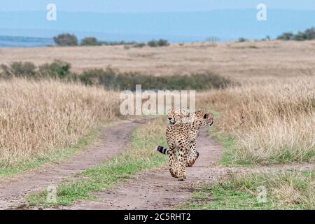 Die Bande der Geparden in Masai Mara, Kenia. Stockfoto