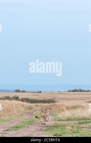 Die Bande der Geparden in Masai Mara, Kenia. Stockfoto